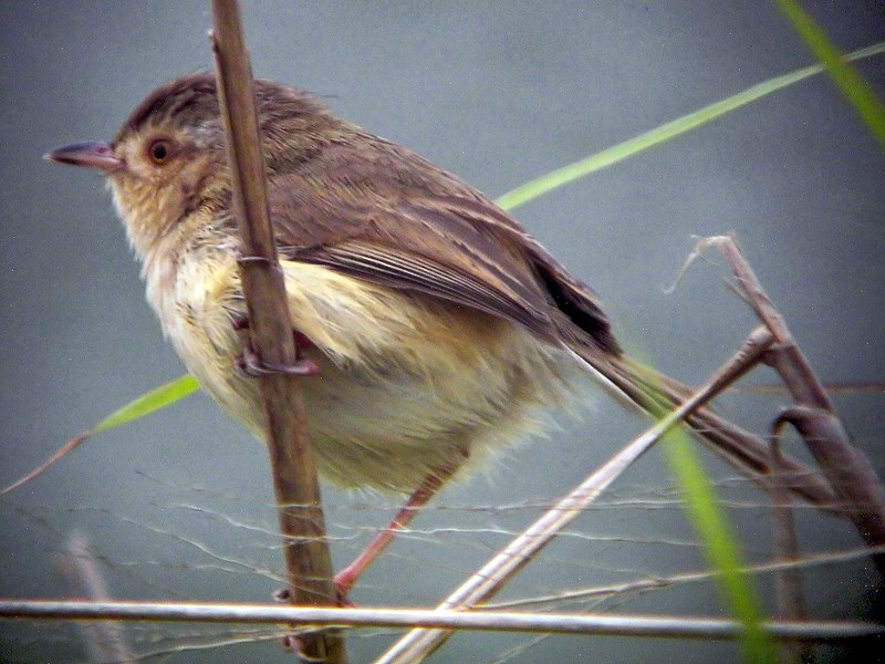 File:Plain Prinia.jpg