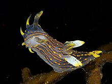 Polycera-quadrilineata.jpg