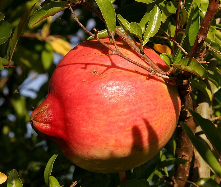 Файл:Pomegranate fruit.jpg