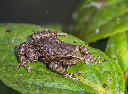 Pristimantis elegans, by Charlesjsharp