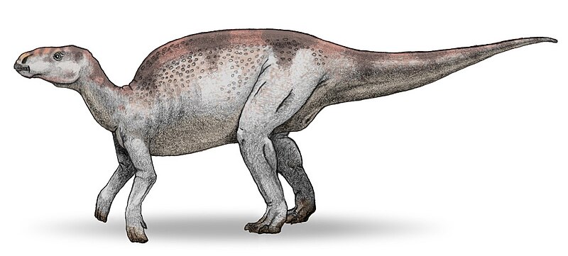 File:Probactrosaurus v3.jpg