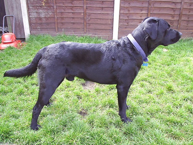 File:Purebredblacklabrador.jpg