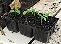 Some 3-week-old papaya seedlings