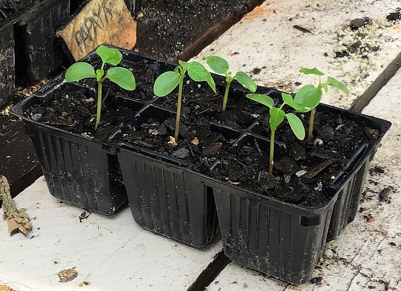 File:Red papaya seedlings, Australia.jpg