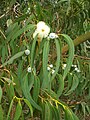 Flowers and leaves