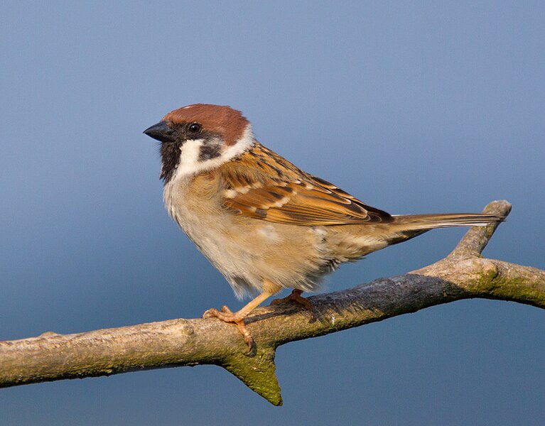 Archivo:Tree-Sparrow-2009-16-02.jpg