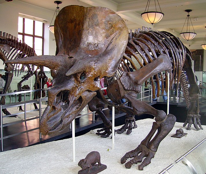 File:Triceratops AMNH 01.jpg