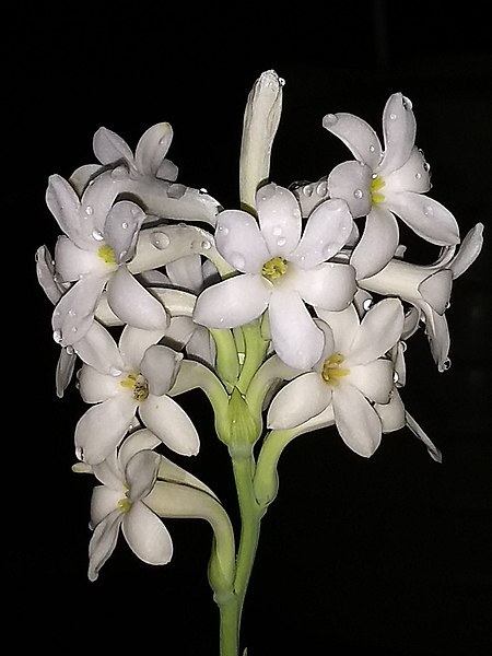 Файл:Tuberoses.jpg