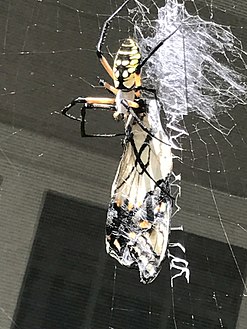 Eating a swallowtail butterfly in Holly Springs, North Carolina