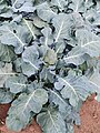 Broccoli "giant", whose flowering head and stalk can reach a kilo.