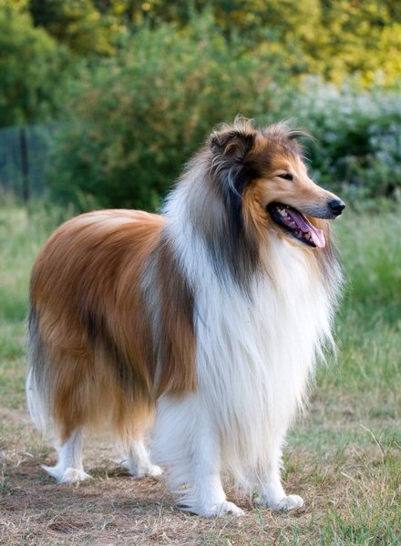 Archivo:1Dog-rough-collie-portrait.jpg