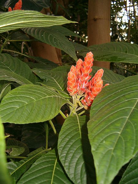 File:Aphelandra sinclairiana BotGardBln1105PartOfPlantWithInflorescence.JPG