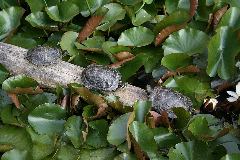 File:Bastyr Turtles.JPG