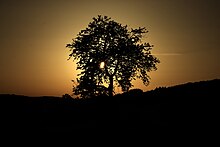 Baum bei Heidenstadt.jpg