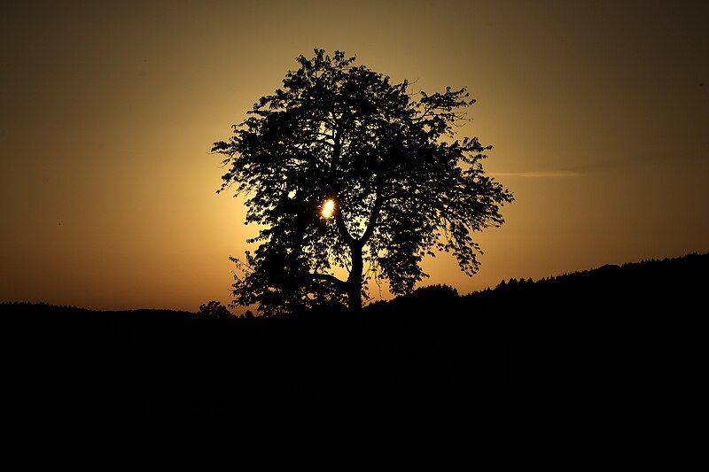 File:Baum bei Heidenstadt.jpg