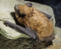 Thumbnail for Big brown bat