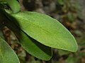 Leaf of Lobularia maritima