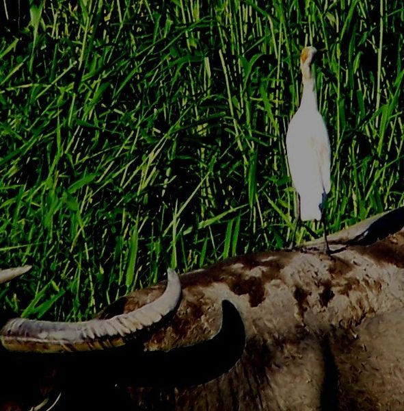 File:Cattle Egret on Baffalo.jpg