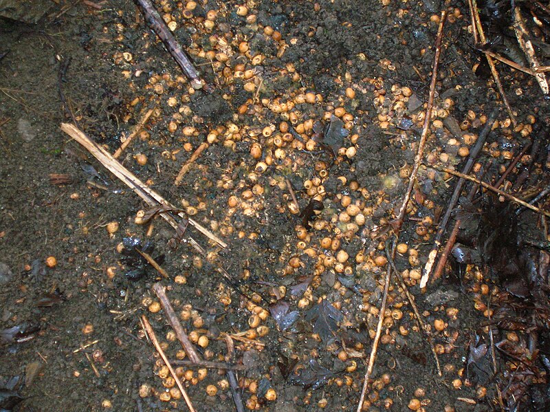 File:Cherry stone hoard.JPG