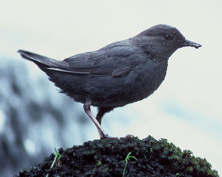 File:Cinclus mexicanus FWS.jpg