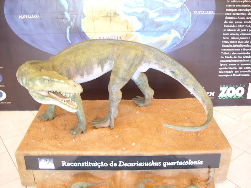 Archivo:Decuriasuchus no museu.JPG