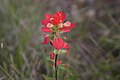 Castilleja indivisa 火焰草属 Entire Leaf Indian Paintbrush, also called Texas Paintbrush