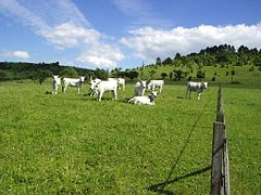 Hungarian grey cattle in Borsod-Abaúj-Zemplén County