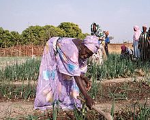 Guinea Dinguiraye farmers cooperative.jpg