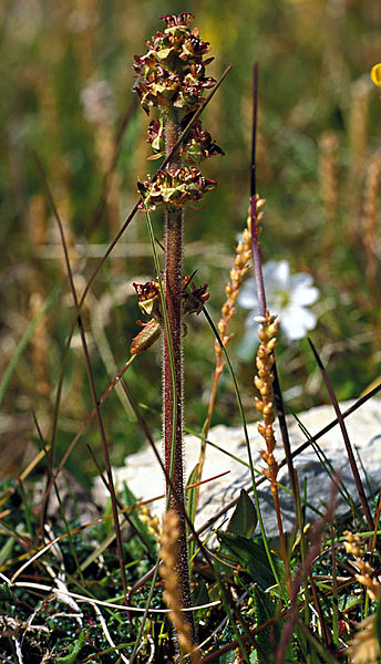 File:Hawkweed1.jpg