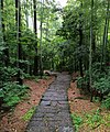 A bamboo forest at the foot of the mountain