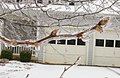 Tree branches like those of this Bradford pear were weighed down by heavy coatings of ice.