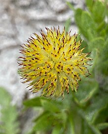 Lighter seedhead