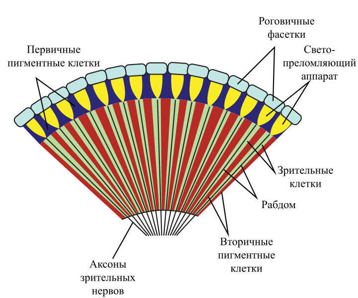 Файл:Insect compound eye diagram-ru.svg