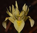 Iris winogradowii (en)