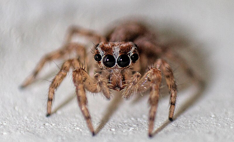 File:Jumping spider eyes 1.jpg