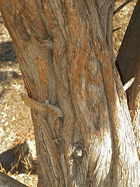 Archivo:Juniperus oxycedrus 20120826 2.jpg