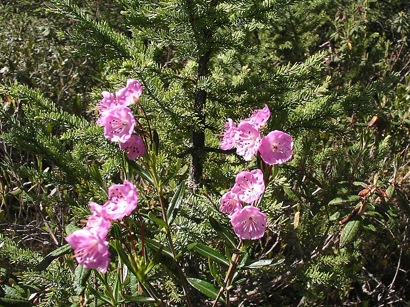 File:Kalmia polifolia.jpg