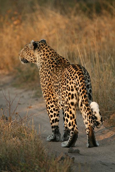 File:Leopard walking.jpg