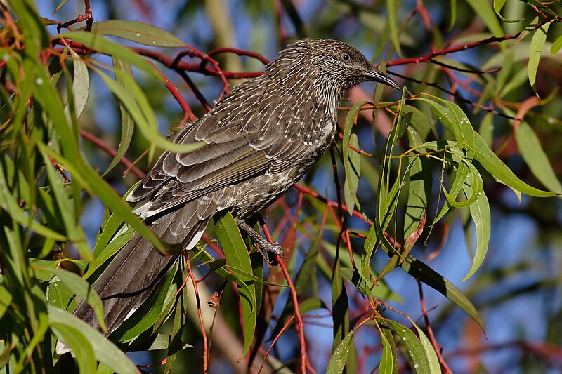 File:Little wattlebird on eucalypt.jpg