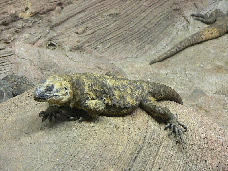 File:MP-Sauromalus varius 1.jpg