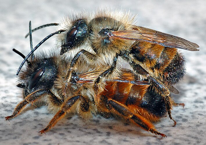 Спаривание рыжих осмий (Osmia rufa)