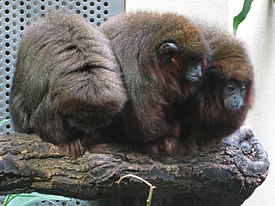 Прыгуны (Callicebus)