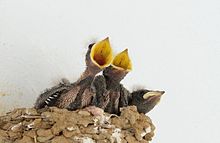 Three chicks in a nest with their beaks open.