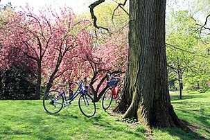 Bicycles