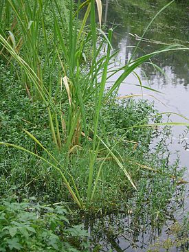 Цицания широколистная (Zizania latifolia)