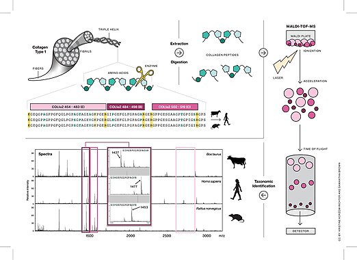 This figure describes the method of ZooMS (Zooarchaeology by Mass Spectrometry) which is a peptide mass fingerprinting method of type I collagen