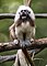 Singapore Zoo Cotton-Top Tamarin