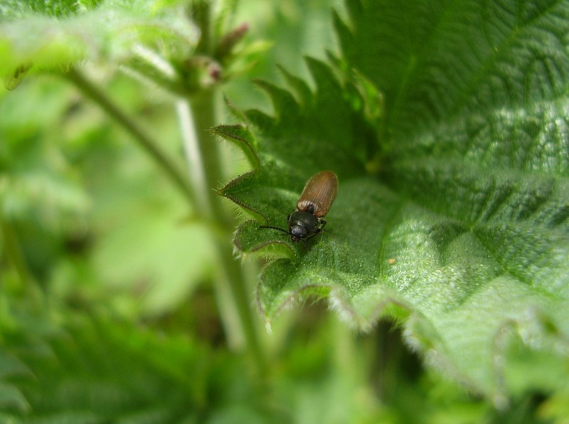 File:Athous haemorrhoidalis.JPG