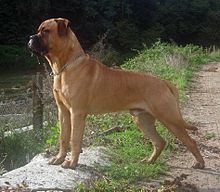 A red bullmastiff standing side on