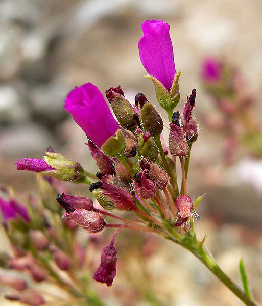 Файл:Calandrinia umbellata 2.jpg